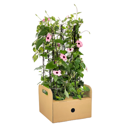 Suzanne of the Beautiful Eyes – Thunbergia alata Sunny Susy Rose Sensation – ↕60 cm – Ø13 cm – 4x