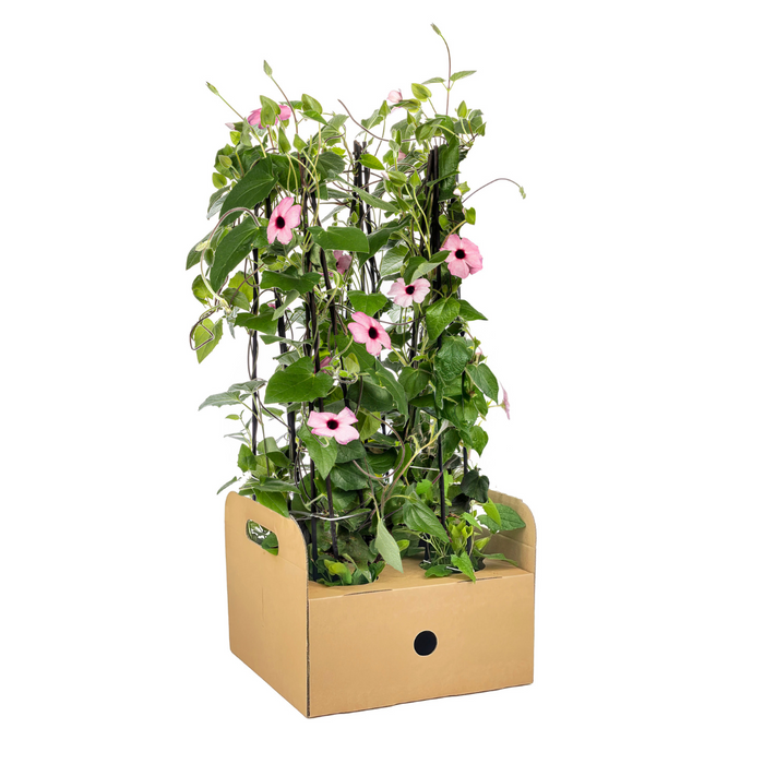 Suzanne met de Mooie Ogen - Thunbergia alata Sunny Susy Rose Sensation - ↕60cm - Ø13cm - 4x
