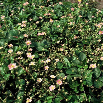 Fragaria vesca - ↕10-25cm - Ø9cm - 48x