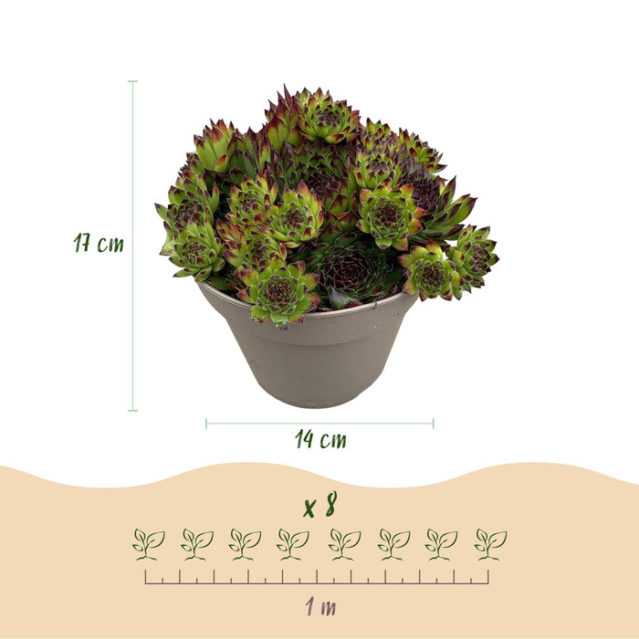 Bodembedekker - Winterhard -Sempervivum Big Sam - 8 Planten - Diversen kleuren - Weinig Onderhoud - Pot 14 Hoogte 17
