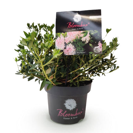 Dwerg Rhododendron - Rhododendron Bloombux Light Pink - Bloeiende Buxus - Licht Roze Bloem - ↕30-40cm - Ø17cm