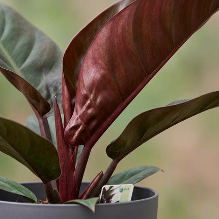 Philodendron Imperial Red - met grijze pot - ↕60cm - Ø19cm