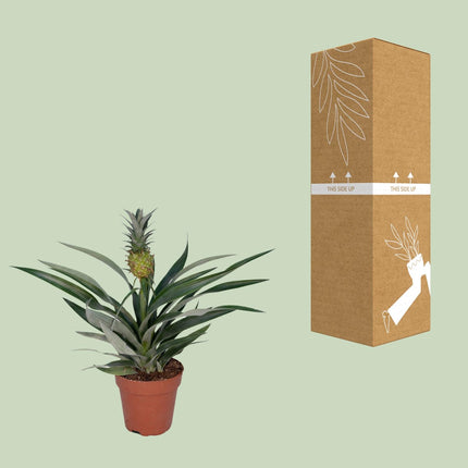 Bromelia Ananas - Pineapple plant - ↕30cm - Ø12cm