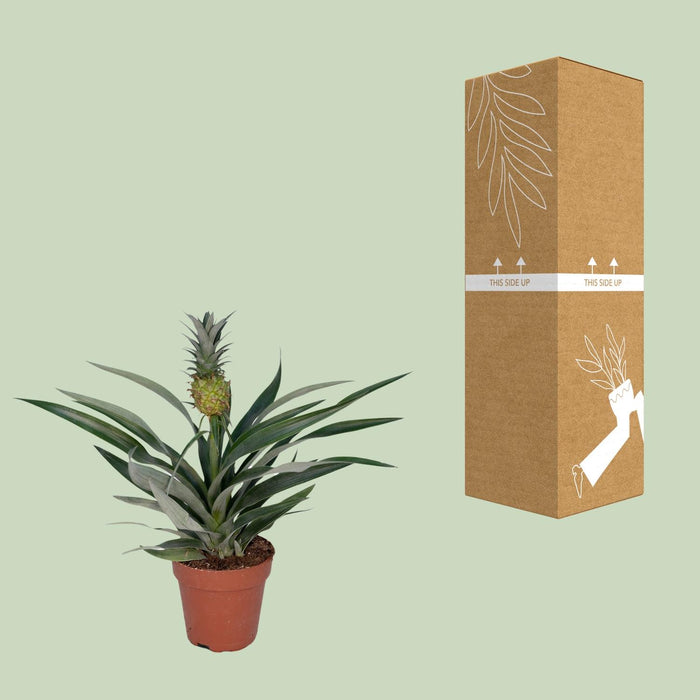 Bromelia Ananas - Ananasplant - ↕30cm - Ø12cm