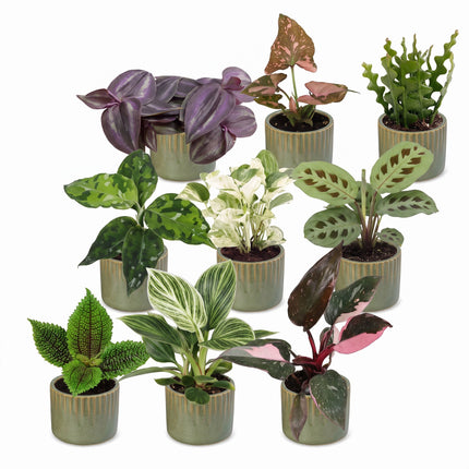 Baby Plants Surprise Box 9x - Verrassingsbox kleine planten - Diversen - Tropisch - incl. Linnea Olive - Ø6cm - ↕5-15cm