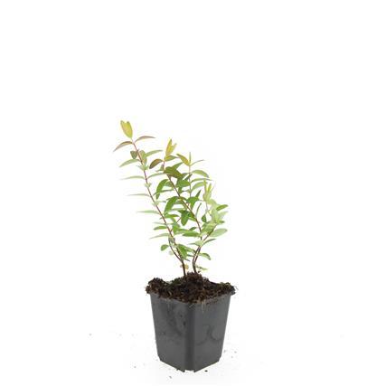 Hypericum 'Hidcote' - ↕10-25cm - Ø9cm - 48x