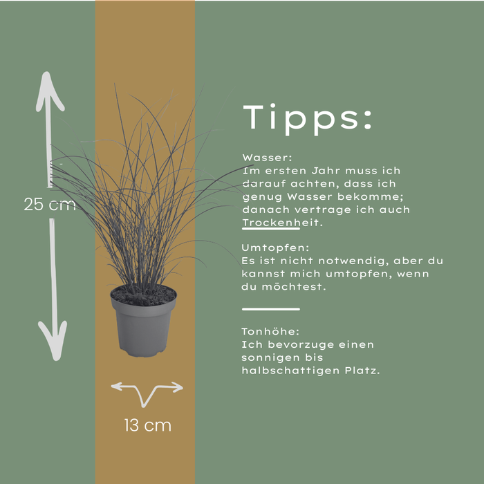 Miscanthus Sinensis ‘Gracillimus’ – Chinees Prachtriet - Ø12cm - 3x