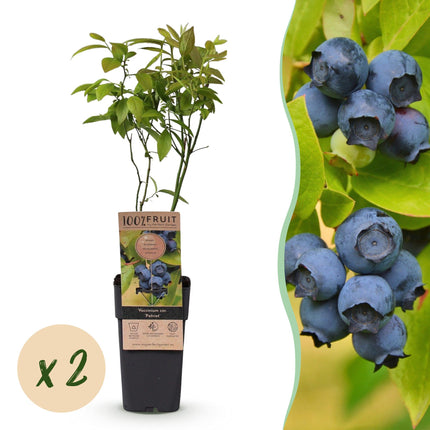 Vaccinium corymbosum Patriot - Bilberry - Hardy - Blueberry - 2 Plants - 15cm Pot - Height 50cm