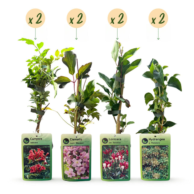 Rainbow Colorful Climbing Plants - Rainbow climber 8x - Light Pink - White - Purple - Climbing plant - Ø9cm - ↕35cm