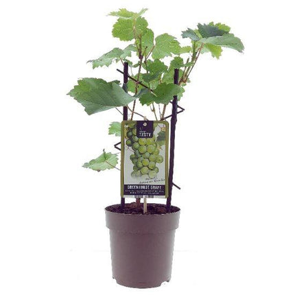 Vitis Muskaat de Alexandrie - Druivenplant - ↕40cm - Ø15cm