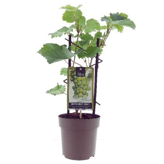 Vitis Muscat de Alexandrie - Traubenpflanze - ↕40cm - Ø15cm