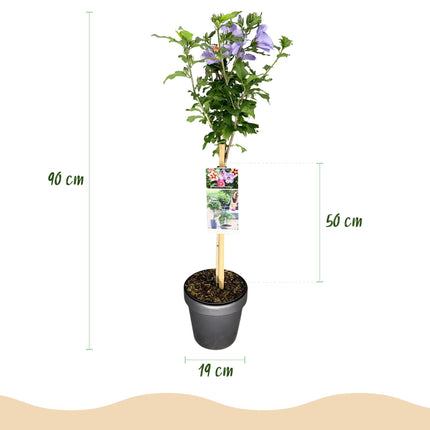 Hibiscus syriacus Tricolour - Plant on stem - Terrace Plant - ↕90cm - Ø19cm