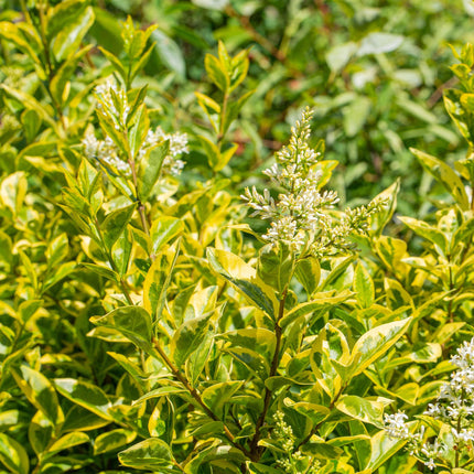 Ligustrum ovalifolium Aureum - feuilles jaune-vert - 8 plants - 1 mètre linéaire - persistant - pot de 9 cm, hauteur 35-40 cm