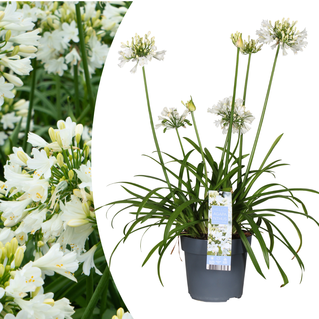 Agapanthus