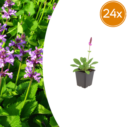 24x Stachys lundi. 'Hummelo' - ↕10-25cm - Ø9cm