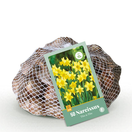 Bulbes de narcisses Tête-à-Tête - Jaune - 50 pièces - Calibre 10/12