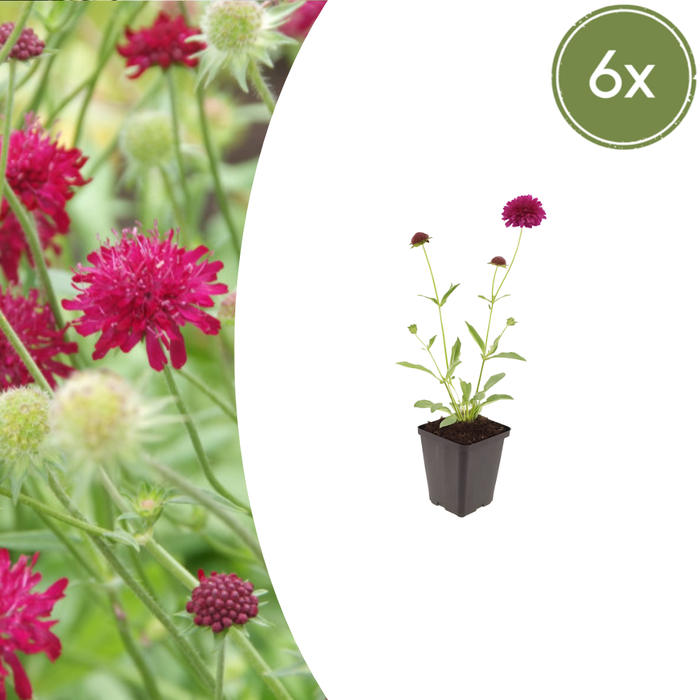 6x Knautia macedonica - ↕10-25cm - Ø9cm