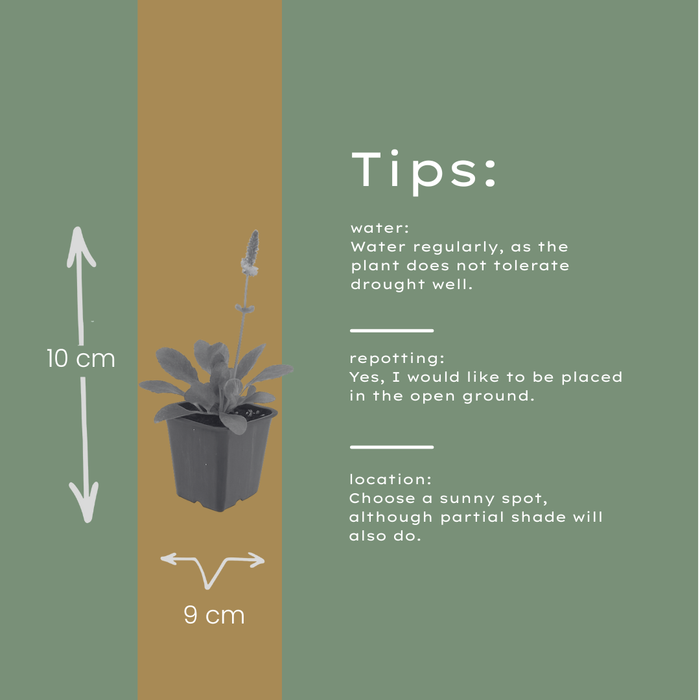 12x Stachys mon. 'Hummelo' - ↕10-25cm - Ø9cm