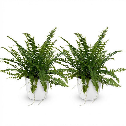 Nephrolepsis exaltata Green Lady - Fern - with white plant pot - ↕25cm - Ø12cm