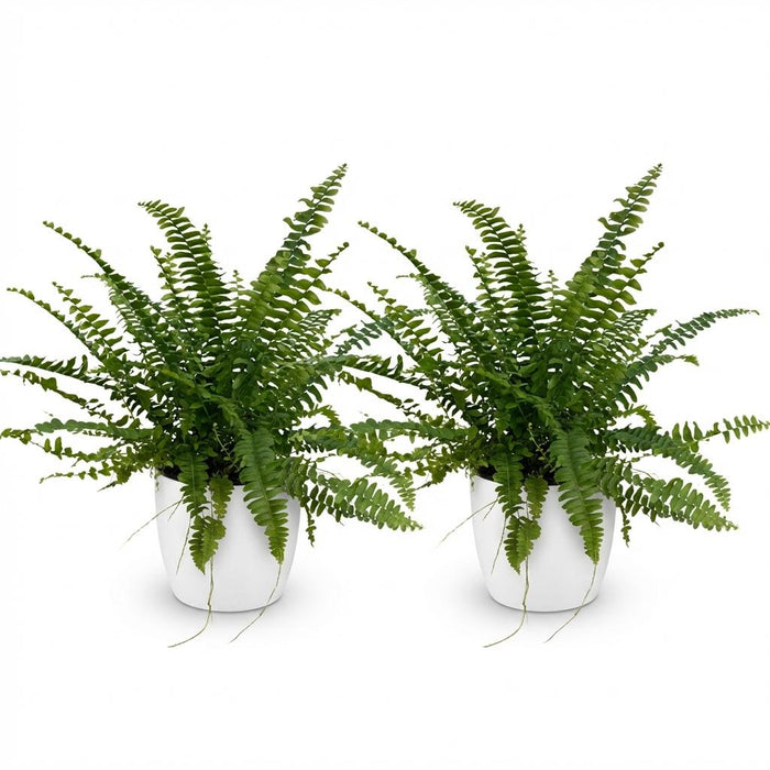 Nephrolepsis exaltata Green Lady - Varen - met witte plantenpot - ↕25cm - Ø12cm