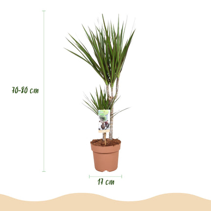 Dracaena Marginata – Drachenbaum – Topf 17 cm – Höhe 70–80 cm