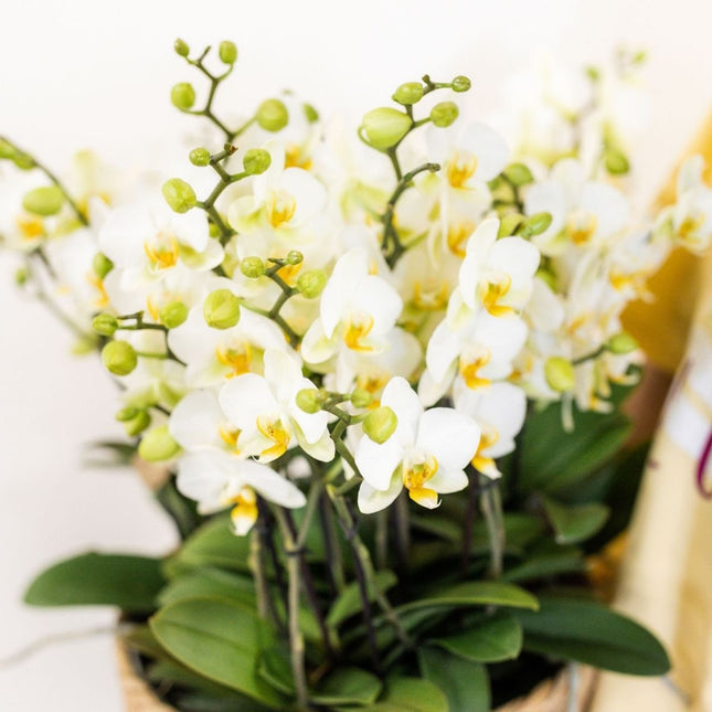 Kolibri Orchids | Witte Mono Bouquet Blossom Lausanne in Oyster Dish
