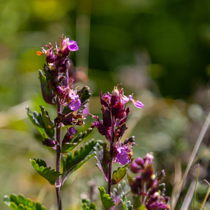 Teucrium lucidrys - Gamander - ↕10-25cm - Ø9cm - 6x