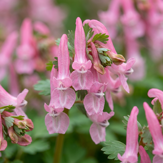 80x Corydalis Beth Evans - Cebule kwiatowe - Kwiat w kształcie hełmu Beth Evans - Biały i fioletowy - Cebula naturalizująca - Rozmiar cebuli 6/+