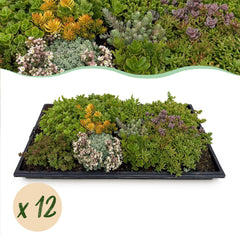Collection image for: Sedummatten
