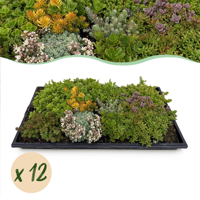 Bodembedekker - Winterhard - Sedum mat - Bestaat uit 10 soorten - X12 - Weinig Onderhoud - Lengte 50 Breedte 30