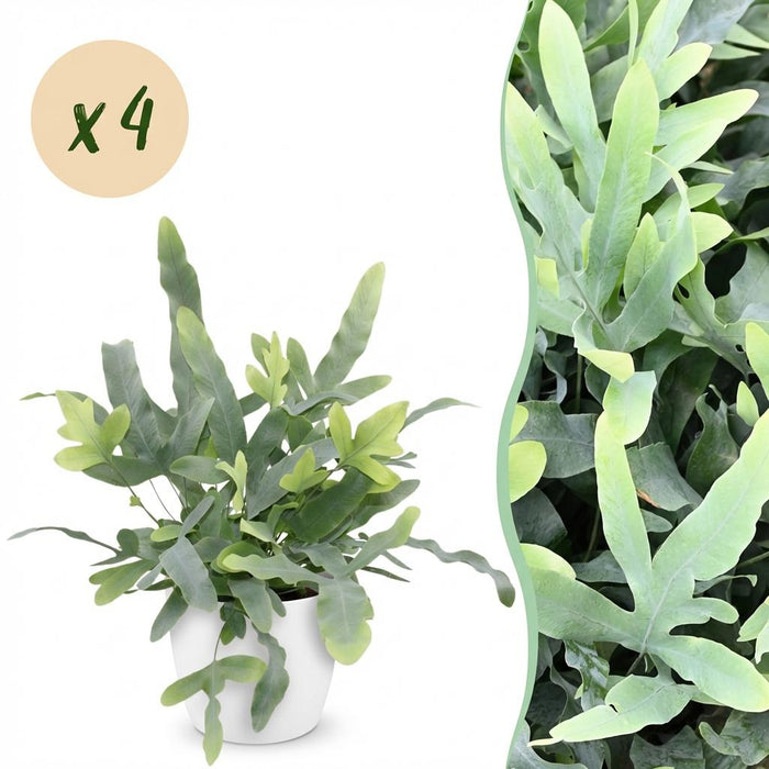 Phlebodium aureum Blue Star - Blauwe Varen - met witte plantenpotten - ↕25cm - Ø12cm - 4x