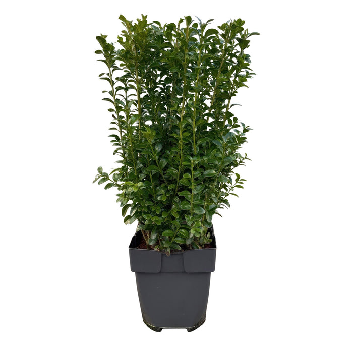 Haagplanten - Buxus sempervirens -  blad groen - 6 planten - 1 strekkende meter - groenblijvend - pot 17cm hoogte 45cm