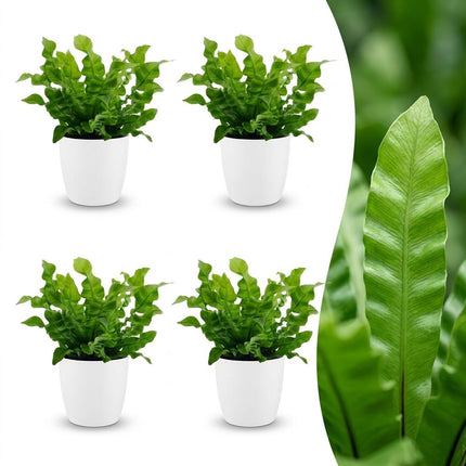 Asplenium Crispy Wave - met witte pot - ↕30cm - Ø12cm - 4x