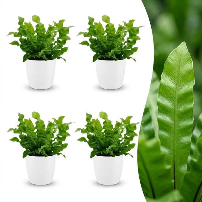 Asplenium Crispy Wave - med hvid potte - ↕30cm - Ø12cm - 4x