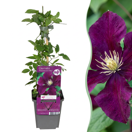 Clematis Warszawska Nike - Bosrank 4x - Rood - Klimplant - Ø9cm - ↕35cm