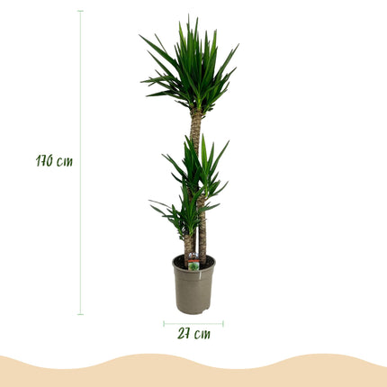 Yucca Elephantipes - ↕170cm - Ø27cm