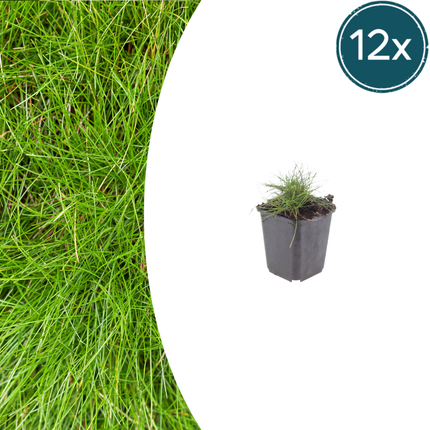 Festuca gautieri - Zwenkgras - ↕10-25cm - Ø9cm - 12x