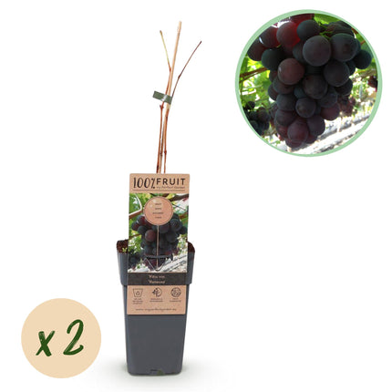 Vitis vinifera Vanessa - Blaue Weintraube - Kernlos - ↕50cm - Ø15cm - 2x