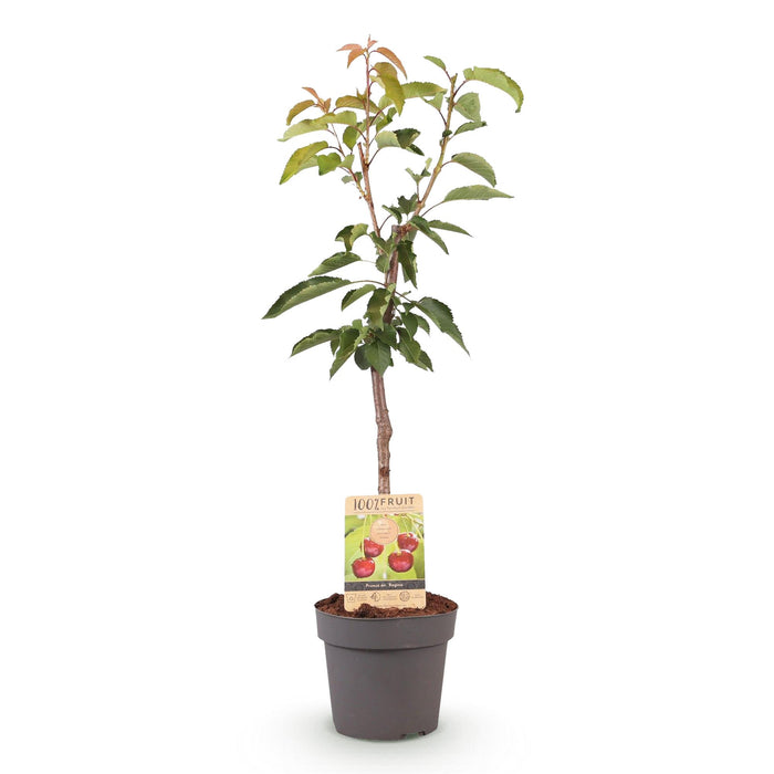 Fruitplant - Kersenboom - Prunus avium Regina  - Rode kers - Pot 21cm Hoogte 90cm