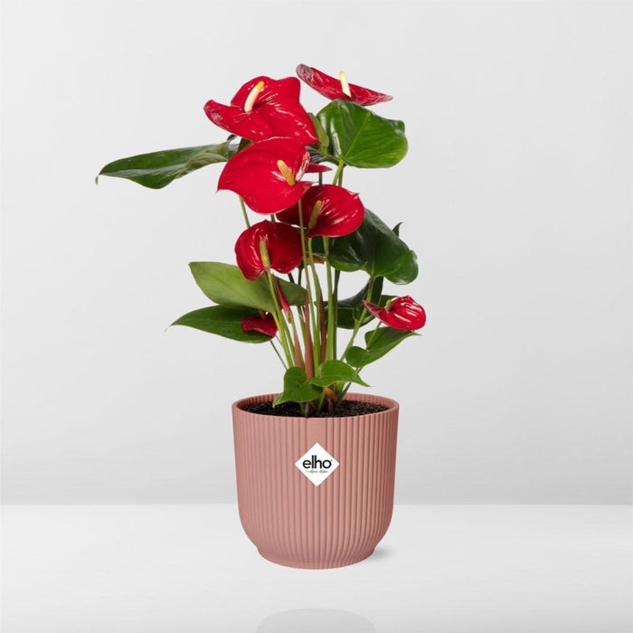 Anthurium Red Ø12cm - in roze elho Vibes Fold Ø14cm