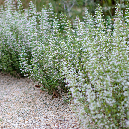 Calamintha nepeta - Bergsteenthijm - ↕10-25cm - Ø9cm - 12x