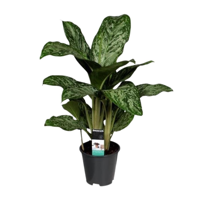 Aglaonema Greenlight - ↕60cm - Ø17cm