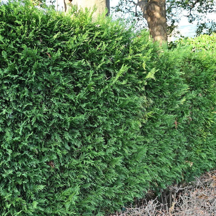 Haagplanten - Cupressocyparis leylandii - blad groen - 8 planten - 1 strekkende meter - groenblijvend - pot 9cm hoogte 35-40cm