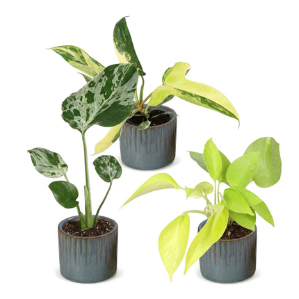 Baby Planten Tropical Mix - Diversen 3x - Tropisch - incl. Linnea Misty Blue - Ø6cm - ↕10-15cm