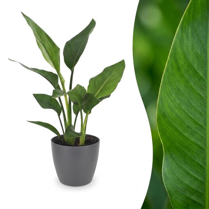 Strelitzia Reginea - Paradijsvogelplant - met Potter Grijs - Pot 12cm - Hoogte - 35cm