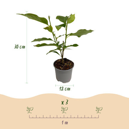 Magnolia liliiflora Nigra - Fiore viola - ↕30cm - Ø12cm