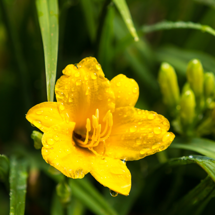 Daylily - Hemerocallis 'Stella de Oro' - ↕10-25cm - Ø9cm - 60x