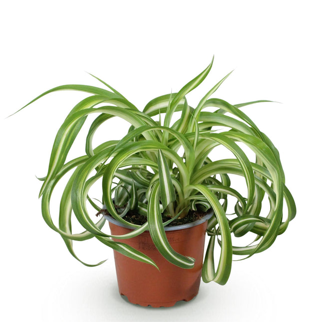 Chlorophytum comosum Bonnie - Lis des herbes frisé - ↕20cm - Ø12cm