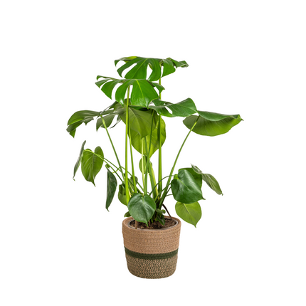 Monstera Deliciosa Tauerii met mand - ↕70-90cm - Ø21cm