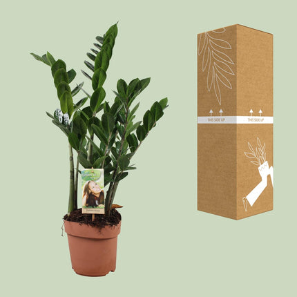 Zamioculcas Zamiifolia - ZZ Plant - ↕70cm - Ø17cm